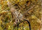 David Greenwood_Female Migrant Hawker Laying Eggs.jpg